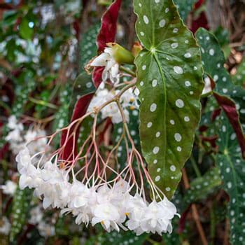 Begonia Pink Flowering Polka Dot Pot Hello Hello Plants Garden