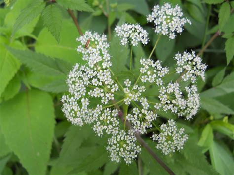 Poison Hemlock Water Garden Bog Plants Plants