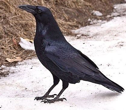 Common Raven: National Bird of Bhutan | Interesting Facts