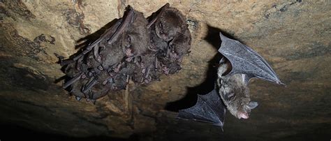 Bat Hibernation in Illinois – Illinois Bat Conservation Program