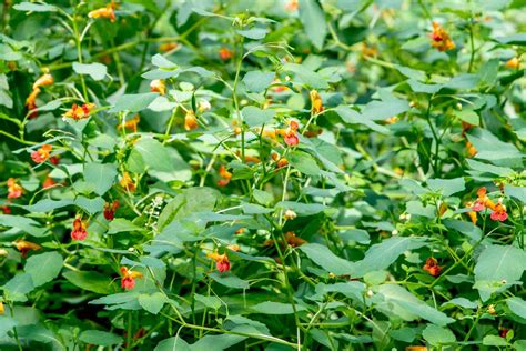 How To Grow And Care For Jewelweed