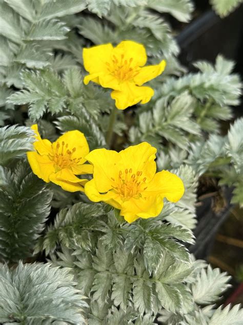 Silverweed (Argentina Anserina) | Naturescape Wildflower Farm