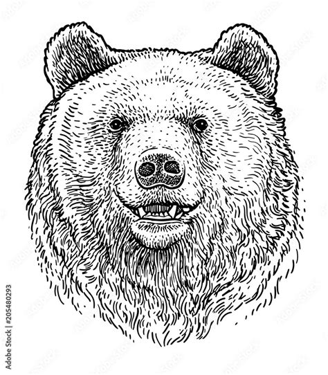 Bear head illustration, drawing, engraving, ink, line art, vector Stock ...