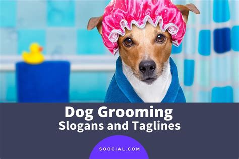 339 Dog Grooming Slogans and Taglines To Fetch More Customers! - Soocial