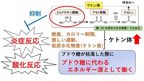 ケトン体β ヒドロキシ酪酸による腎保護作用のメカニズム 田島敬也、脇野修、伊藤裕 腎臓・内分泌・代謝内科｜慶應義塾大学病院 Kompas