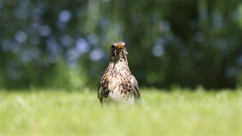 Free Images Nature Grass Prairie Wildlife Green Beak Hawk