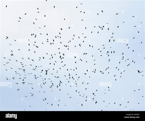 A Large Flock Of Black Birds Rooks Circling High In The Blue Sky