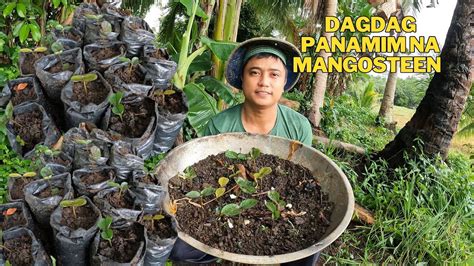 Paglilipat Ng Punla Sa Plastic At Dagdag Tanim Sa Kabilang Baranggay Sa