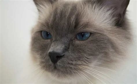 Siamese Ragdoll Cat Mix - Do You Want To Know About Ragdoll Siamese Mix ...