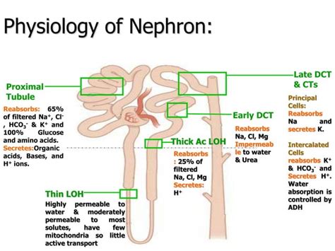 Renal Tubular Acidosis Ppt