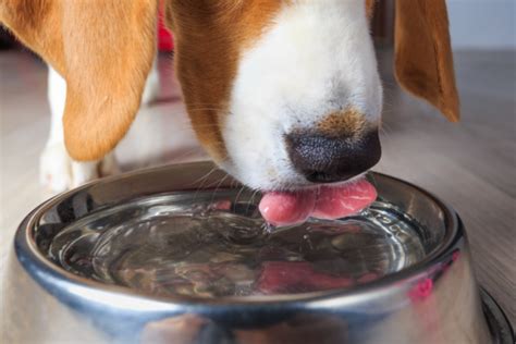 Perché il tuo cane beve tanto Cause e soluzioni per una sete eccessiva