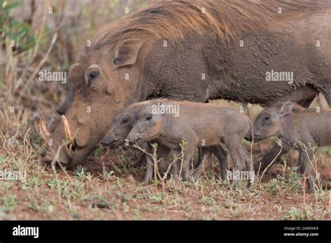 Warthog With Piglets Warthog With Baby Stock Photo Alamy