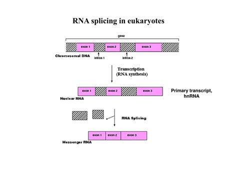 PPT Formation Of RNA Polymerase II Pre Initiation Complex PowerPoint