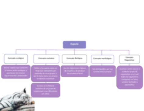 Solution Diferentes Conceptos De Especie Studypool