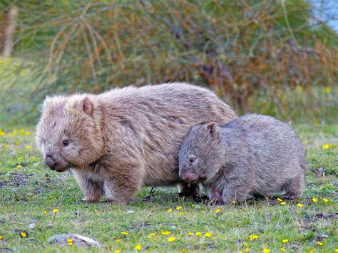 Wombat Vombatus Ursinus Cute Baby Animals Baby Animals Cute Animals