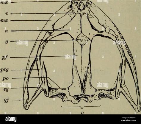 Vomer Bone Hi Res Stock Photography And Images Alamy