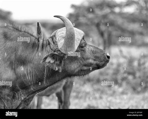 African Buffalo In Southern African Savanna Stock Photo Alamy