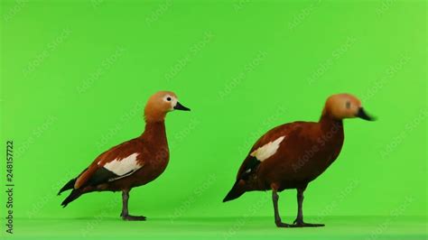 Two Male And Female Beautiful Bright Red Duck Ogar Isolated On Green