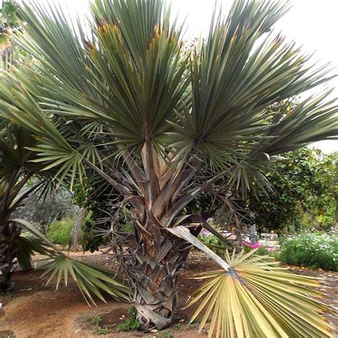 Palm Tree Types Florida Palm Trees Identify Species Garden Plants