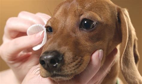 Todo Sobre La Conjuntivitis En Perros Causas S Ntomas Y Tratamiento