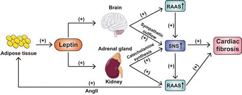 Relationship Between Renin Angiotensin Aldosterone System Raas And