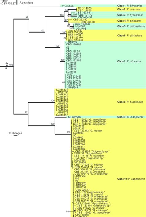 The First Of 1 000 Equally Most Parsimonious Trees Obtained From A Download Scientific Diagram