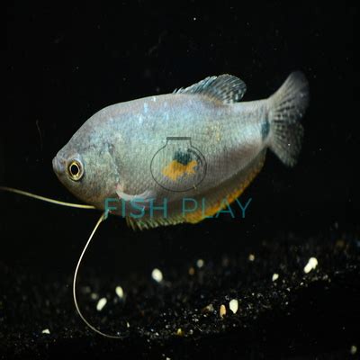 Blue Gourami (10pcs) - FishPlay