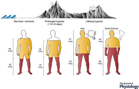 Comparison Of Total Blood Volume And Its Components Comparison Of Total