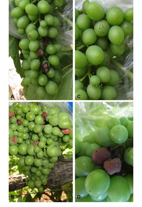 Clusters Of Vitis Vinifera Cv A Syrah And B Trincadeira Grapes