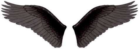 Wings Png Transparent Image Download Size 500x179px