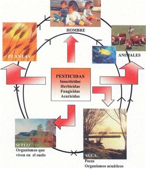 Efectos De Contaminacion En La Salud Contaminacion Ambiental