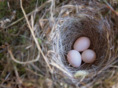 Bird Nest Eggs - Free photo on Pixabay - Pixabay