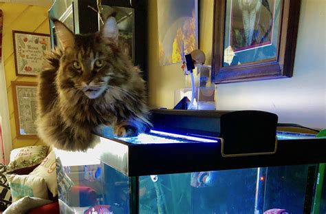 Cats and Their Aquarium - Katzenworld