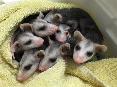 Wildcareoklahoma Baby Opossum Baby Animals Cute Animals