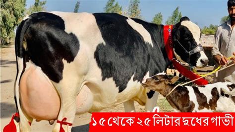 ১৫ থেকে ২৫ লিটার দুধের গাভীর দাম জানুন ফ্রিজিয়ান হলেষ্টিয়ান গরুর