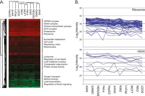 Variability Of Cellular Functions In Dependence Of Protein Abundance Download Scientific