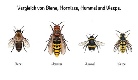 Hornissen und Wespen im Vergleich » Gemeinsamkeiten & Unterschiede