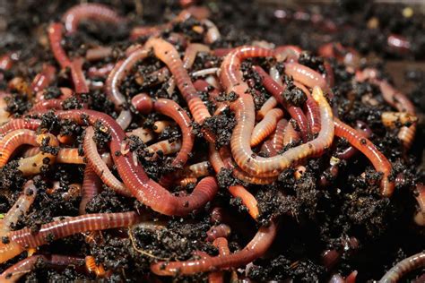 Red Wriggler Composting Worms - Vermicompost - Farmer Harry