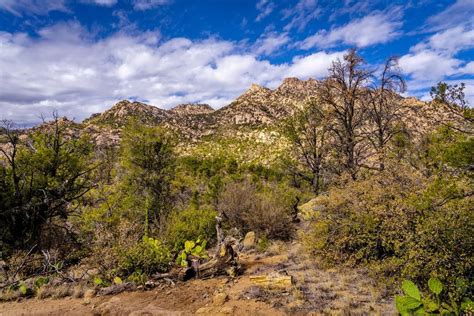 Prescott National Forest