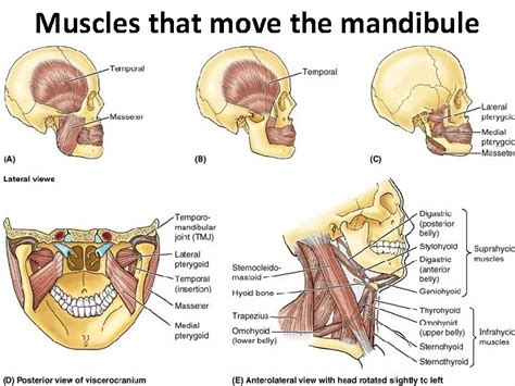 The Temporal Region And Temporomandibular Joint Tmj Head