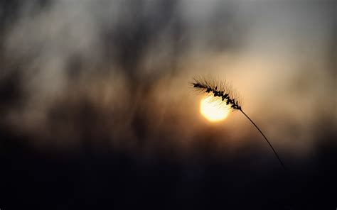 Fondos De Pantalla Luz De Sol Profundidad De Campo Puesta De Sol