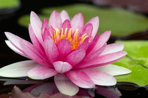 Flores de AGUA preciosas nombres características y fotos