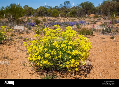 Australia, Western Australia, Mid West, Wildflower Way, Mullewa-Wubin Road, Common Pop-flower at ...