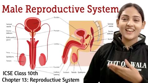 Male Reproductive Systemmale Reproductive System Class 10male