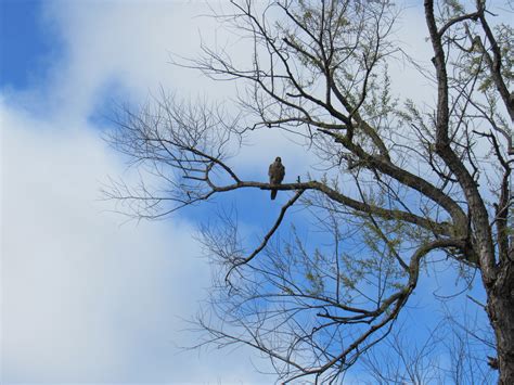 Wings and Daydreams: Peregrine Falcon Sighting