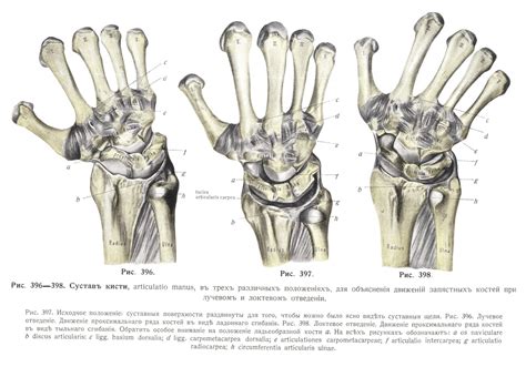 Сочлененіе кисти Articulatio Manus Ученіе о связкахъ Sуndesmоlоgіа
