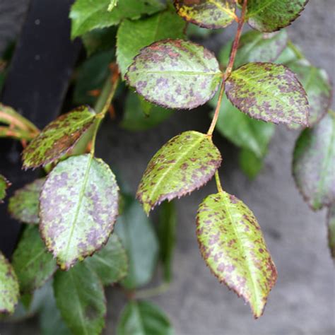 Potassium Deficiency Tomato Plants