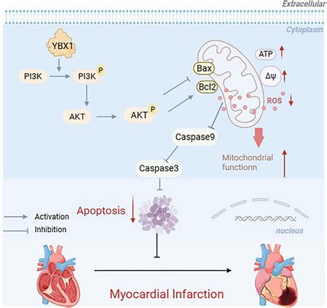 Ybx1 Inhibits Mitochondrial Mediated Apoptosis In Ischemic Heart