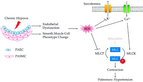 Enhanced Vasoconstriction Resulting From Chronic Hypoxia Induced