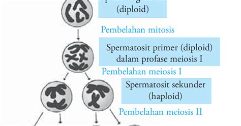 Indikator 21 ~ Erudio Scientia Biology